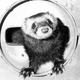 Illustration for article titled A history of working ferrets